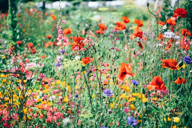 A vibrant meadow filled with various wildflowers, including red poppies, pink and purple blooms, and green grasses under natural sunlight.