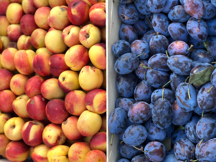 A close-up of a display with yellow and red peaches on the left and purple plums on the right.