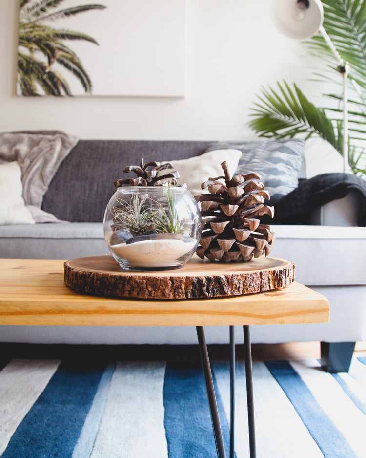 A living room scene with a wooden coffee table holding a glass plant terrarium and pinecones. A gray sofa with cushions is in the background with potted palm leaves and wall art.