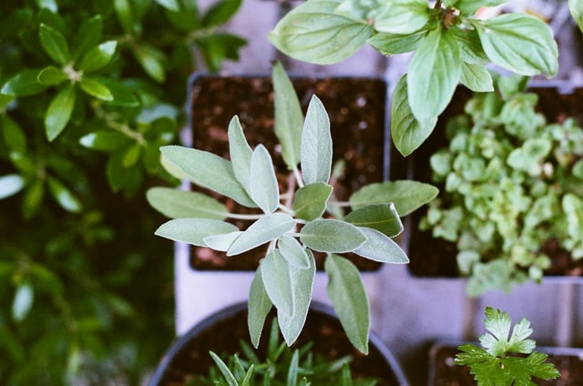 Top view of several potted plants with green leaves, including mint, sage, and parsley, arranged closely together.