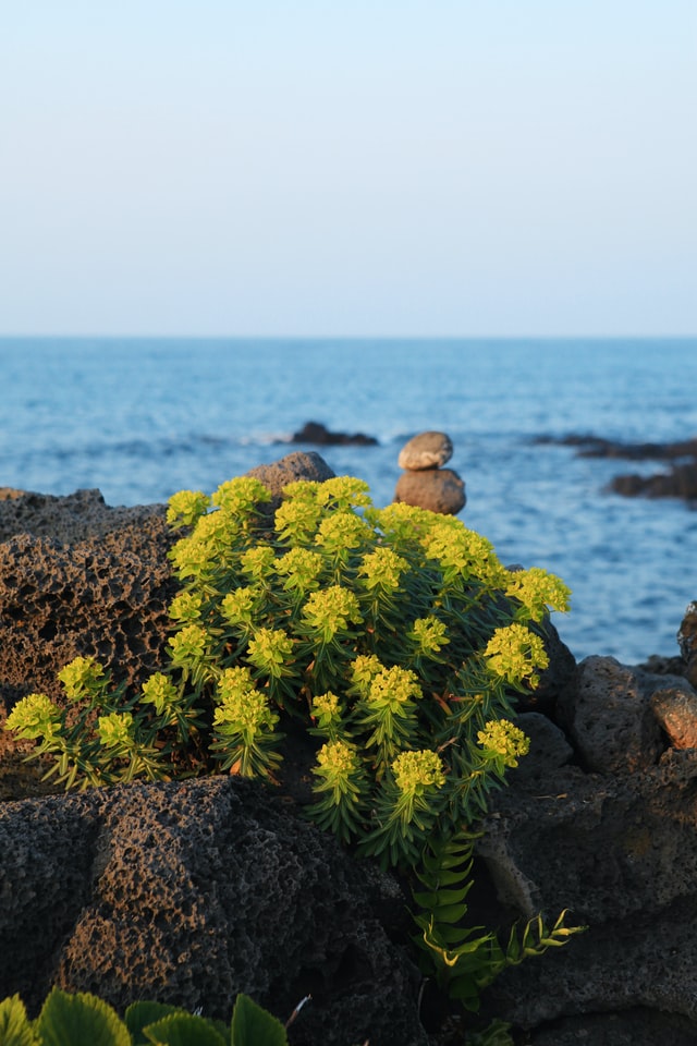 A cluster of yellow-flowered plants grows among dark rocks with a calm ocean and clear blue sky in the background. Small rock stacks can be seen on the rocky shore.