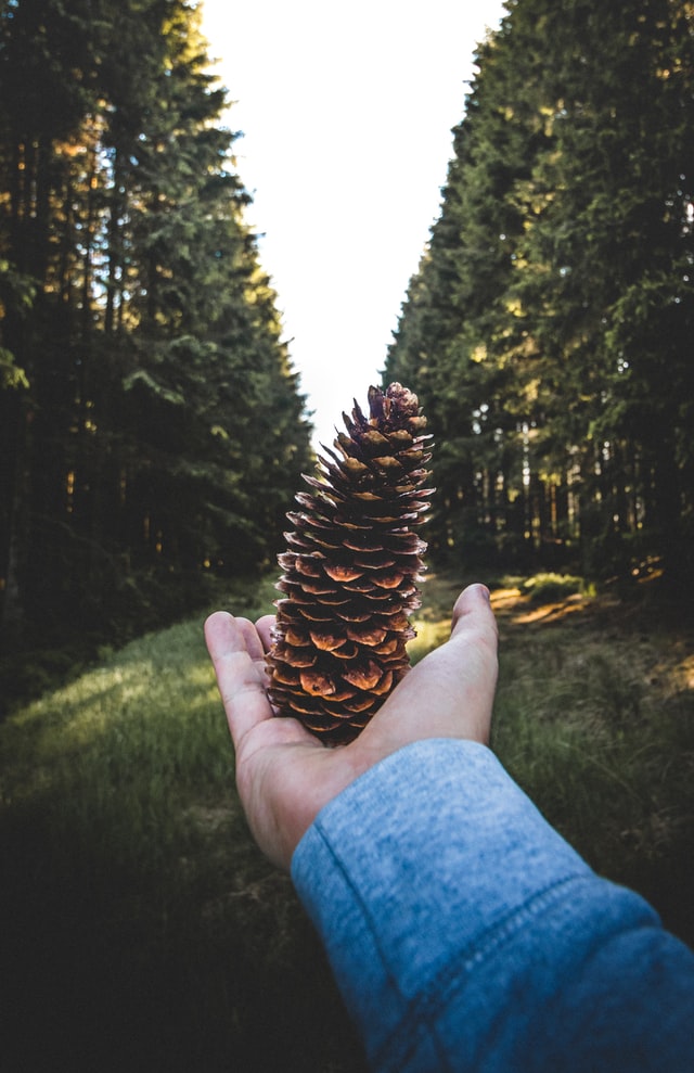 A hand holding an open pine cone with a forest pathway in the background.